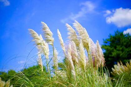 銀座の花屋KT.Flowerのギフト　花言葉　誕生花　パンパスグラス