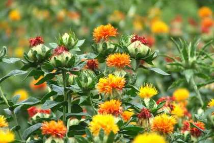 銀座の花屋KT.Flowerのギフト　花言葉　誕生花　ベニバナ