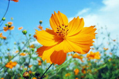 銀座の花屋KT.Flowerのギフト　花言葉　誕生花　キバナコスモス