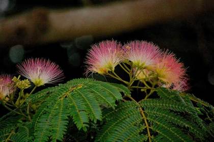 銀座の花屋KT.Flowerのギフト　花言葉　誕生花　ネムノキ