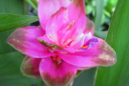 銀座の花屋KT.Flowerのギフト　花言葉　誕生花　クルクマ