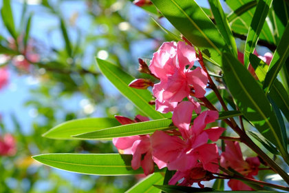 銀座の花屋KT.Flowerのギフト　花言葉　誕生花　キョウチクトウ