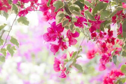 銀座の花屋KT.Flowerのギフト　花言葉　誕生花　ブーゲンビリア