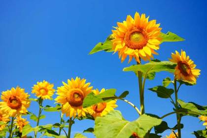 銀座の花屋KT.Flowerのギフト　花言葉　誕生花　ヒマワリ