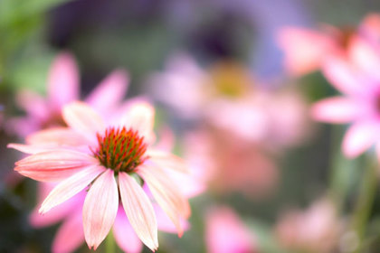 銀座の花屋KT.Flowerのギフト　花言葉　誕生花　エキナセア