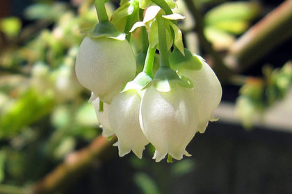 銀座の花屋KT.Flowerのギフト　花言葉　誕生花　ブルーベリー