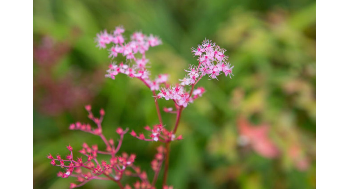 明日の花言葉 8月22日 銀座の花屋kt Flower 銀座の花屋のkt Flowerのブログをご覧下さい