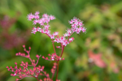 銀座の花屋KT.Flowerのギフト　花言葉　誕生花　シモツケソウ