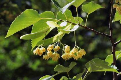 銀座の花屋KT.Flowerのギフト　花言葉　誕生花　ボダイジュ