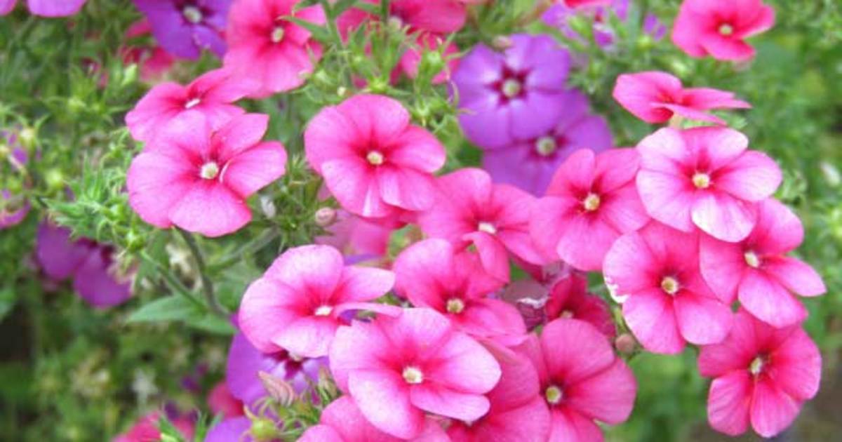 明日の花言葉～8月24日～ | 銀座の花屋KT.Flower | 銀座の花屋のKT