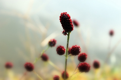銀座の花屋KT.Flowerのギフト　花言葉　誕生花　ワレモコウ