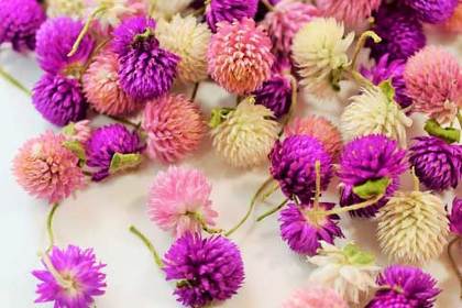 銀座の花屋KT.Flowerのギフト　花言葉　誕生花　センニチコウ