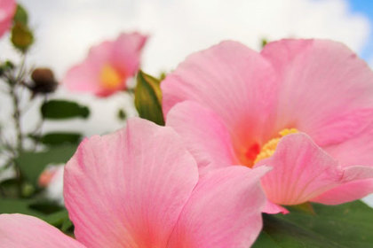 銀座の花屋KT.Flowerのギフト　花言葉　誕生花　フヨウ