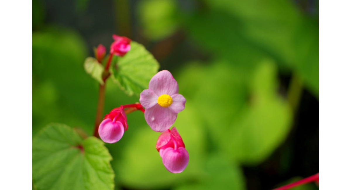 明日の花言葉 8月29日 銀座の花屋kt Flower 銀座の花屋のkt Flowerのブログをご覧下さい