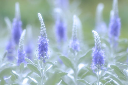 銀座の花屋KT.Flowerのギフト　花言葉　誕生花　ベロニカ