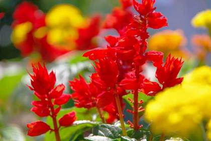 銀座の花屋KT.Flowerのギフト　花言葉　誕生花　サルビア