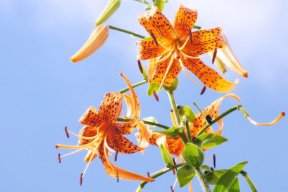 銀座の花屋KT.Flowerのギフト　花言葉　誕生花　オニユリ