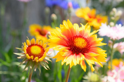 銀座の花屋KT.Flowerのギフト　花言葉　誕生花　テンニンギク