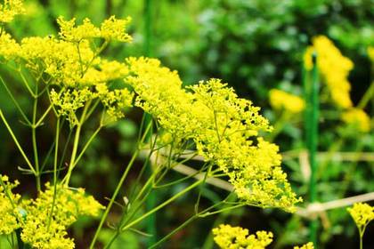銀座の花屋KT.Flowerのギフト　花言葉　誕生花　オミナエシ