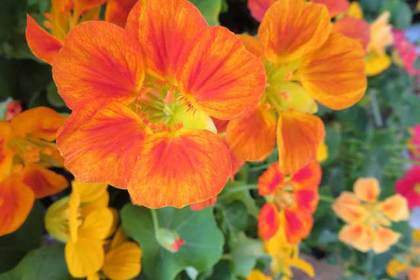 銀座の花屋KT.Flowerのギフト　花言葉　誕生花　ナスタチウム