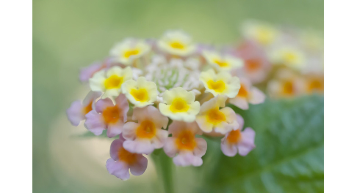 明日の花言葉 9月7日 銀座の花屋kt Flower 銀座の花屋のkt Flowerのブログをご覧下さい