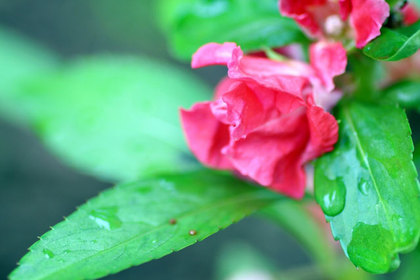 花屋を銀座でお探しならKT.Flowerへ　花言葉　誕生花　ホウセンカ