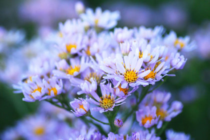 花屋を銀座でお探しならKT.Flowerへ　花言葉　誕生花　シオン