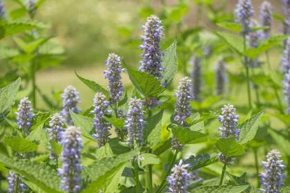 花屋を銀座でお探しならKT.Flowerへ　花言葉　誕生花　ヒソップ