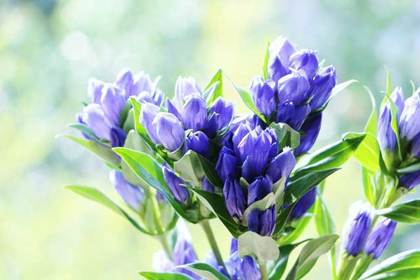 花屋を銀座でお探しならKT.Flowerへ　花言葉　誕生花　リンドウ