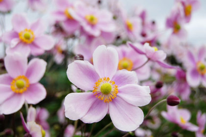 花屋を銀座でお探しならKT.Flowerへ　花言葉　誕生花　シュウメイギク