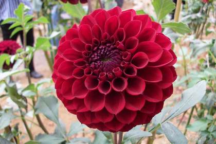 花屋を銀座でお探しならKT.Flowerへ　花言葉　誕生花　ダリア