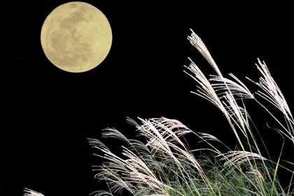 花屋を銀座でお探しならKT.Flowerへ　花言葉　誕生花　ススキ