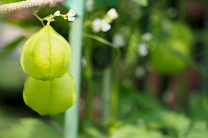 花屋を銀座でお探しならKT.Flowerへ　花言葉　誕生花　フウセンカズラ
