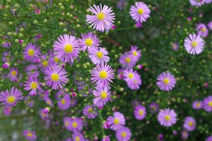花屋を銀座でお探しならKT.Flowerへ　花言葉　誕生花　クジャクソウ
