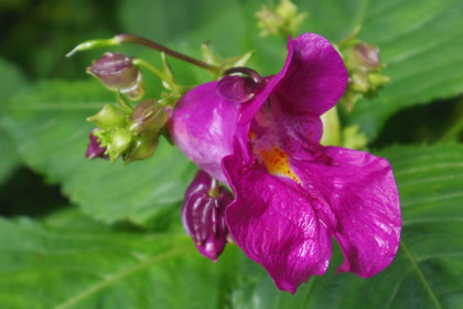 花屋を銀座でお探しならKT.Flowerへ　花言葉　誕生花　ツリフネソウ