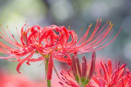 花屋を銀座でお探しならKT.Flowerへ　花言葉　誕生花　ヒガンバナ