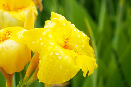 花屋を銀座でお探しならKT.Flowerへ　花言葉　誕生花　カンナ