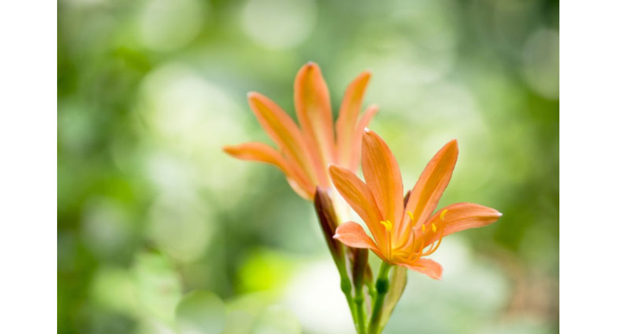 75 キツネノカミソリ 花 言葉 すべての美しい花の画像