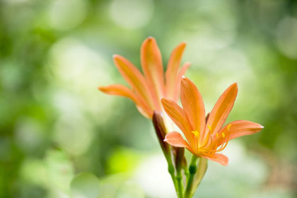 花屋を銀座でお探しならKT.Flowerへ　花言葉　誕生花　キツネノカミソリ