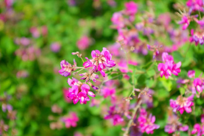 花屋を銀座でお探しならKT.Flowerへ　花言葉　誕生花　ハギ