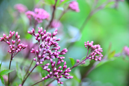 花屋を銀座でお探しならKT.Flowerへ　花言葉　誕生花　フジバカマ