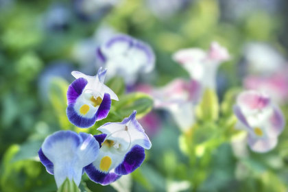 花屋を銀座でお探しならKT.Flowerへ　花言葉　誕生花　トレニア
