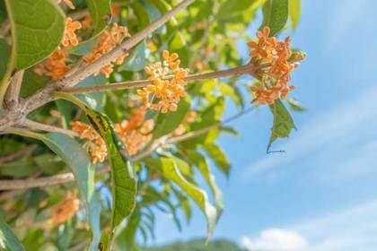 花屋を銀座でお探しならKT.Flowerへ　花言葉　誕生花　キンモクセイ
