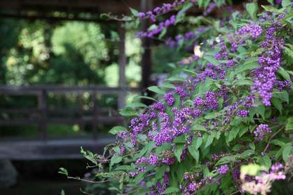 花屋を銀座でお探しならKT.Flowerへ　ムラサキシキブ