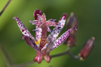 花屋を銀座でお探しならKT.Flowerへ　花言葉　誕生花　ホトトギス