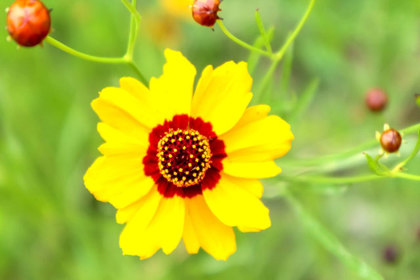 花屋を銀座でお探しならKT.Flowerへ　誕生花　花言葉　ベニジウム