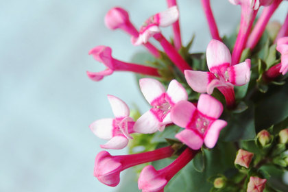 花屋を銀座でお探しならKT.Flowerへ　花言葉　誕生花　ブバルディア