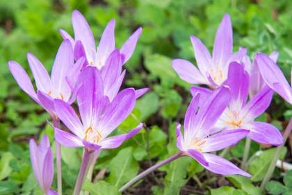 花屋を銀座でお探しならKT.Flowerへ　花言葉　誕生花　イヌサフラン
