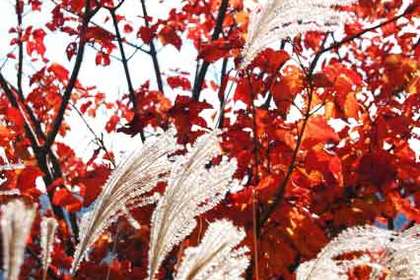 花屋を銀座でお探しならKT.Flowerへ　花言葉　誕生花　ニシキギ