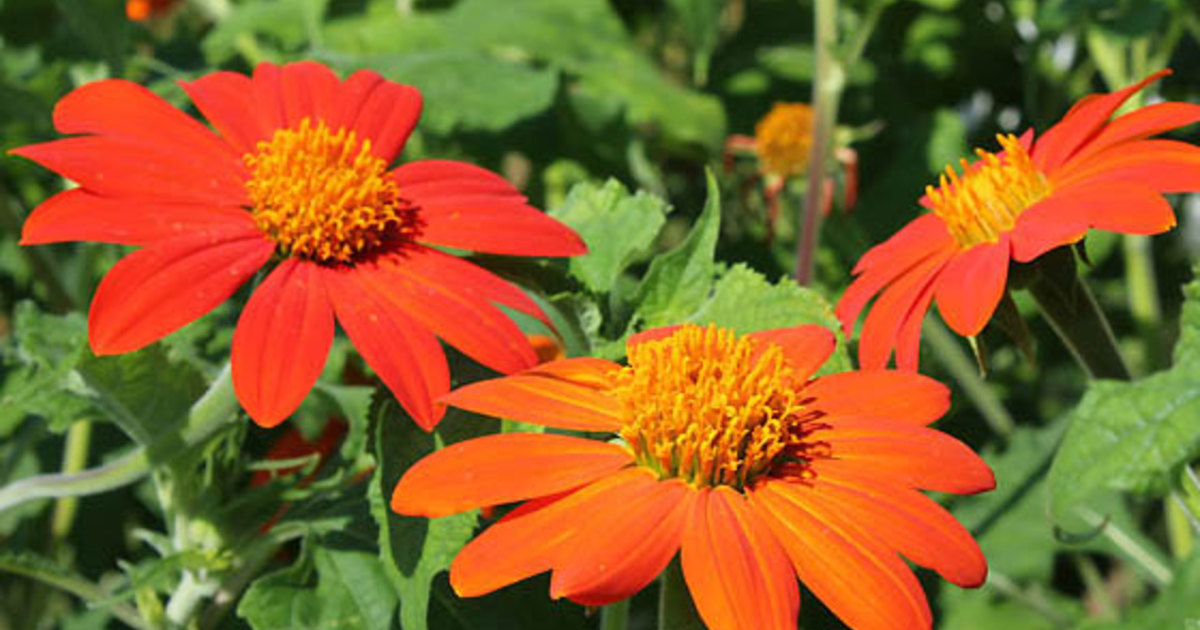 明日の花言葉 10月21日 花屋を銀座でお探しならkt Flowerへ 銀座の花屋のkt Flowerのブログをご覧下さい